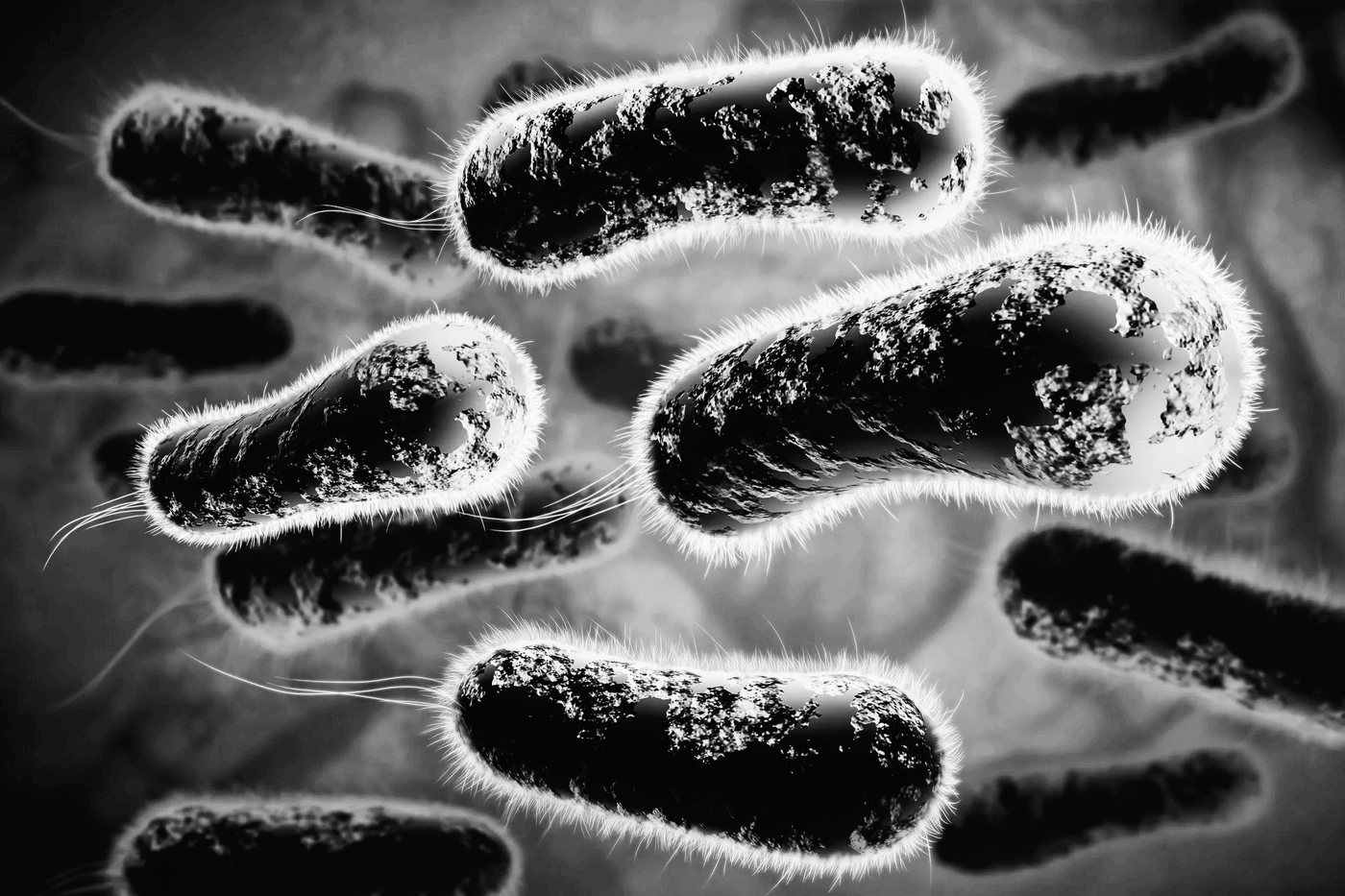 Illustration of rod-shaped bacteria magnified under a microscope